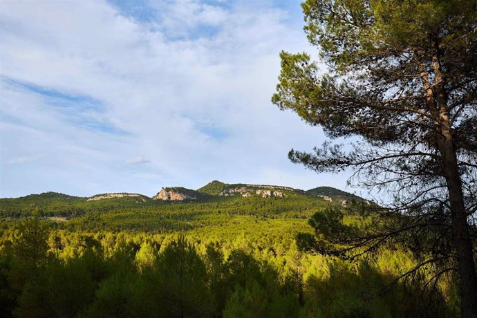 Masa forestal de Pino Carrasco