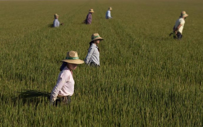 Archivo - Un grupo de jornaleros durante su labor, escardar arroz, en un arrozal en Isla Mayor. A 26 de agosto de 2022 en Sevilla (Andalucía, España). 