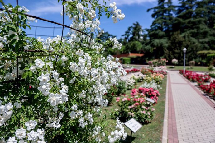 Archivo - Floración de rosas en la Rosaleda del Parque del Oeste, a 29 de mayo de 2022, en Madrid (España). Las rosas ‘banksiae’ del Parque del Oeste inauguran la primavera en estos jardines. Este espectáculo de la naturaleza solo dura 15 o 20 días y su e