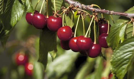 Comunicados Sociedad