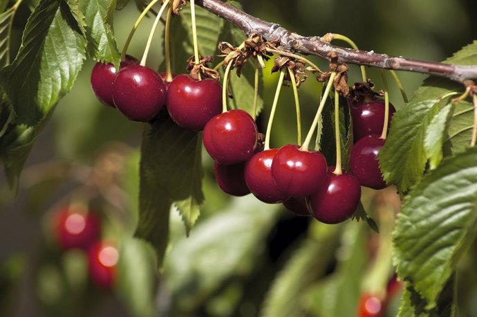 Comienza la certificación de las primeras cerezas de la D.O.P. Cereza del Jerte 