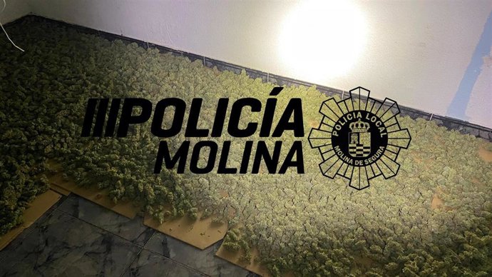 Plantas de marihuana halladas en una vivienda en Molina de Segura (Murcia)