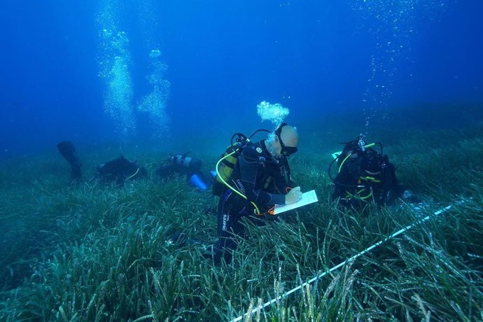 Estudios de la Red de Monitorización de la Posidonia