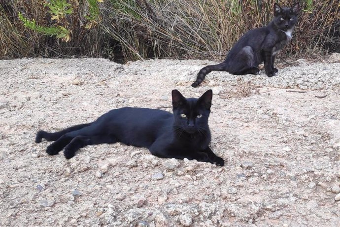 Archivo - Gatos ferales. 