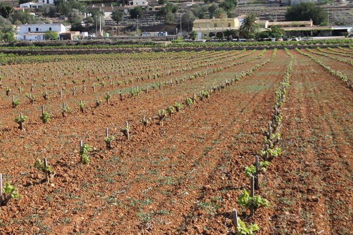 Viñedos en Xaló (Alicante).