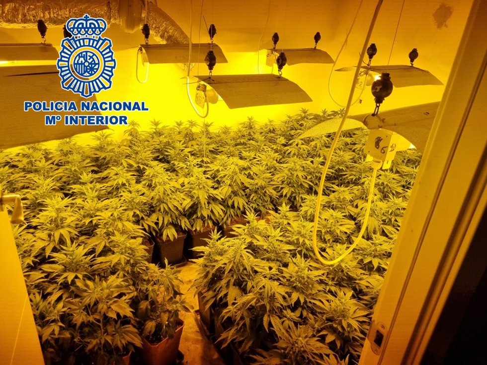 Archivo - Plantación de marihuana en imagen de archivo.
