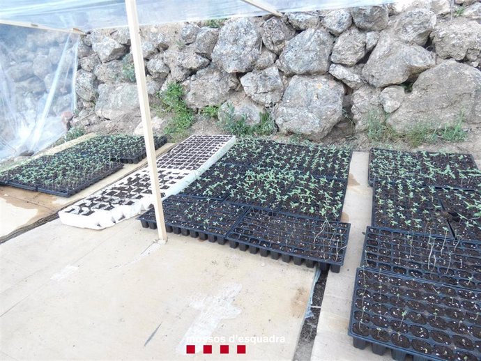 Detienen a 3 hombres por presuntamente cultivar 3.000 plantas de marihuana en Tivissa (Tarragona)