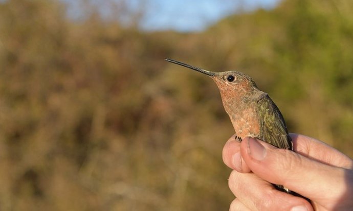 Colibrí gigante