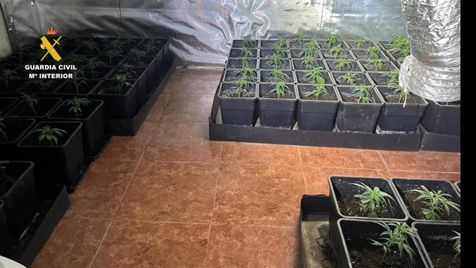 Detenidas dos personas por el cultivo de marihuana en el interior de una vivienda en La Campana (Sevilla).