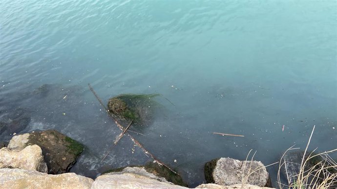 Cauce del Turia tras la retirada de peces