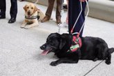 Foto: Paseo con perros guía, objetos en relieve y visita a Santo Domingo, en la Semana del Grupo Social ONCE en La Rioja