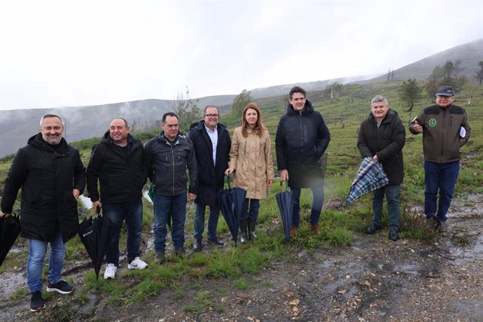 Plantación de castaños en A Pobra do Brollón