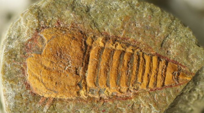 Uno de los fósiles de Setapedites abundantes que se han utilizado para rastrear los orígenes de las arañas, los escorpiones y los cangrejos herradura.