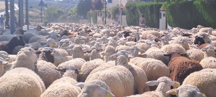 "Fiesta De La Trashumancia" En Salteras