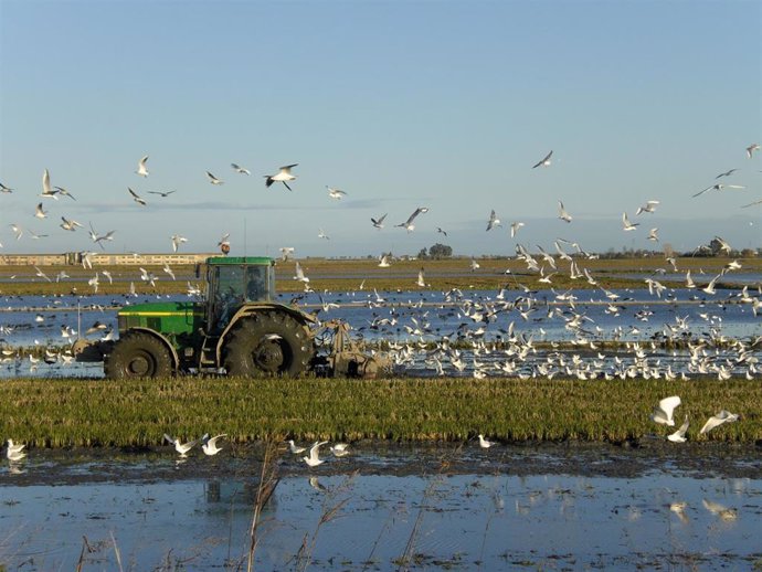 Plantación de arroz en la Reserva Ornitológica de Riet Vell, de SEO/BirdLife