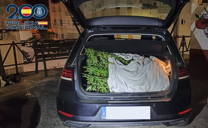 Vehículo interceptado en Jerez con plantas de marihuana robadas en una vivienda de la zona sur.