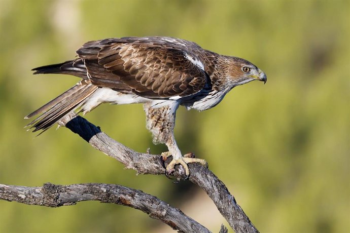 Especie de águila perdicera, en una imagen remitida por la UGR