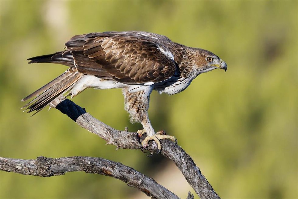 Especie de águila perdicera, en una imagen remitida por la UGR