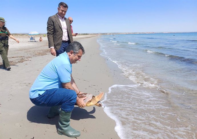 El consejero de Medio Ambiente, Universidades, Investigación y Mar Menor, Juan María Vázquez, libera una tortuga boba en el Parque regional de San Pedro del Pinatar, junto con el alcalde de la localidad, pedro Javier Sánchez.