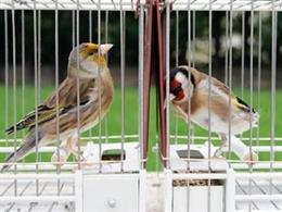 Archivo - Dos pájaros cantores en un concurso en Bilbao