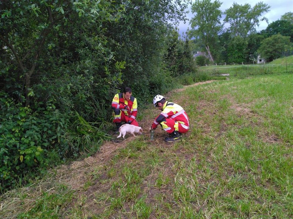 Rescate a dos perros de un zarzal