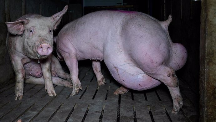 El OBA denuncia una nueva 'granja del terror' en Arauzo (Burgos) con un millar de cerdos en condiciones insalubres.