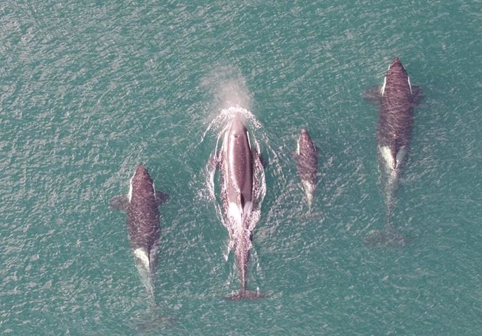 Orcas residentes del norte respirando.