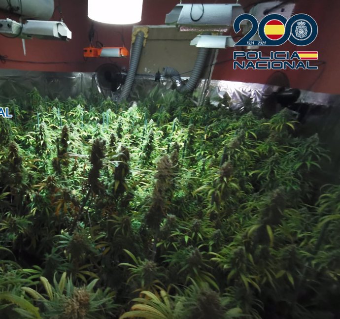 Plantación de marihuana hallada en una vivienda de Algeciras