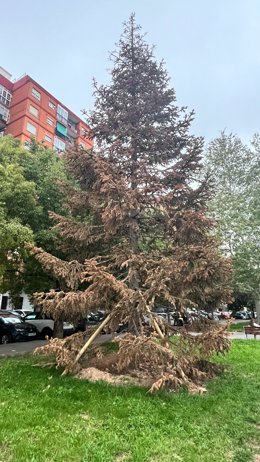 Archivo - Arxiu - Imatge de l'avet itali comprat per a Nadal per l'Ajuntament de Valncia després d'eixugar-se després de ser trasplantat de la plaa de la Reina al barri de Sant Marcellí. 