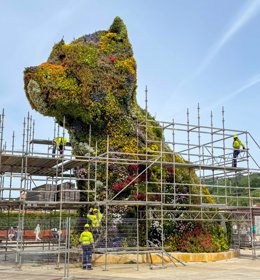 La escultura floral Puppy de Jeff Koons, junto al Guggenheim de Bilbao, ha comenzado esta semana a mudar su cubierta vegetal.