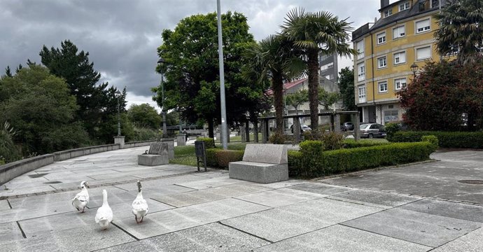 Ocas que atacan a los vecinos en Betanzos (A Coruña).