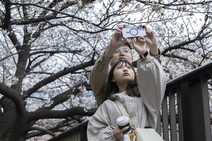 Archivo - Una pareja toma fotos de los cerezos en flor en Japón 