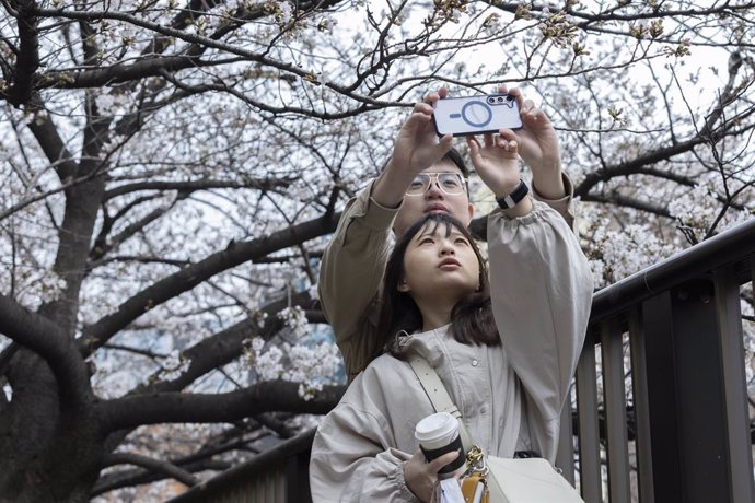 Archivo - April 6, 2024, Tokyo, Japan: Couple takes photos with blooming Sakura trees in the background. On April 6, 2024 citizens of Tokyo and tourists could finally enjoy the cherry blossom season with nice weather on a saturday after a week full of rai