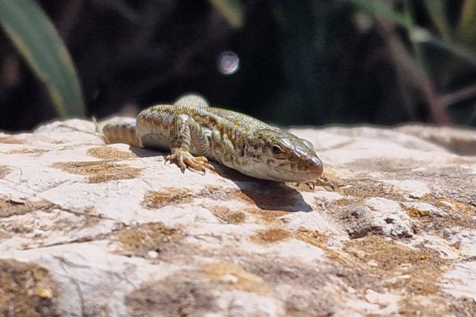 Archivo - Sargantana/ lagartija