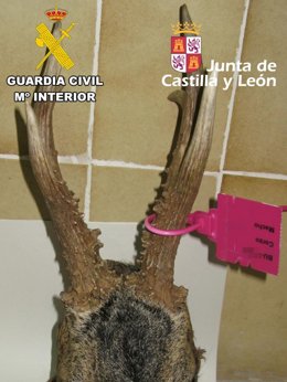 Denunciado en Burgos un empresario cinegético por el incorrecto precintado de un corzo.