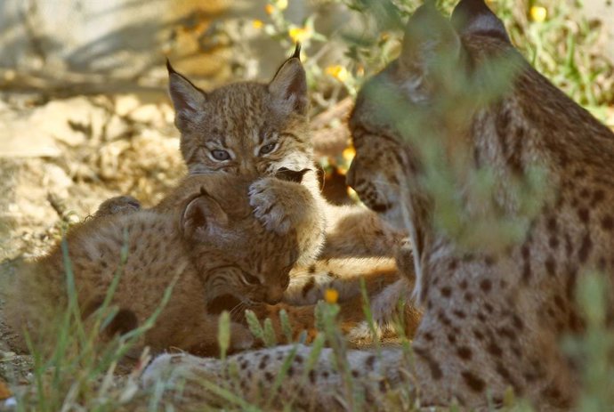 Una familia de linces.