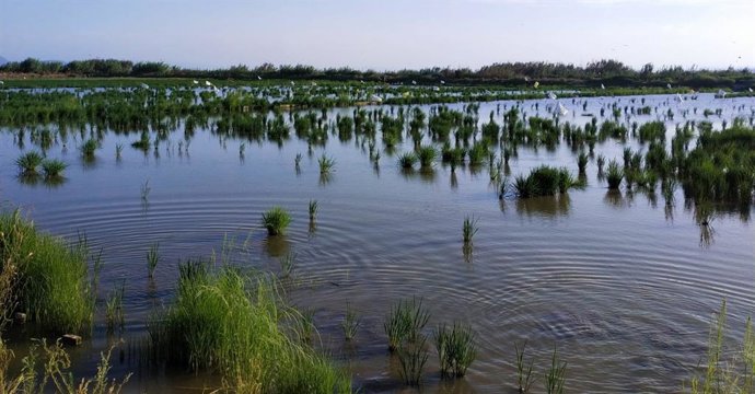 Archivo - Avifauna en la Albufera