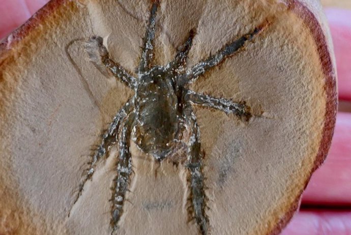 Douglassarachne acanthopoda fosilizada, conocida por sus patas espinosas con armadura, podría parecerse a las arañas recolectoras modernas, pero con un plan corporal más experimental.