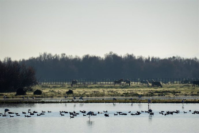 Archivo - Imágenes del Parque Natural de Doñana.