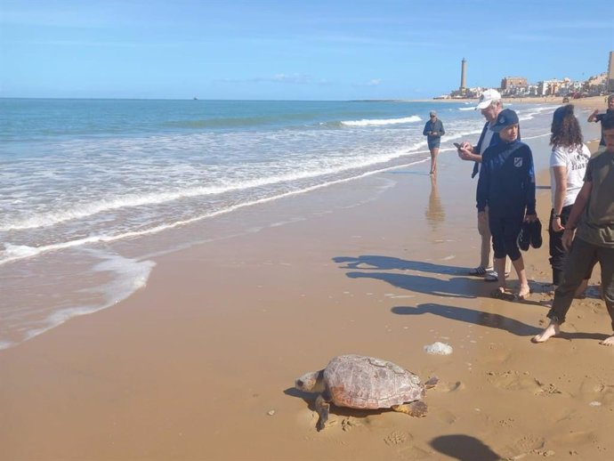 Suelta de una tortuga en Chipiona.