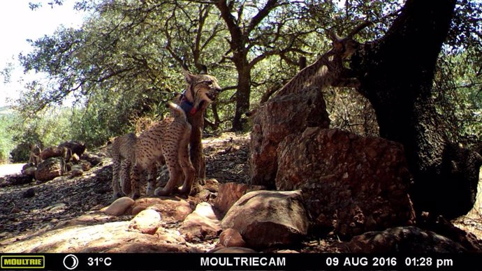 Fototrampeo de lince ibérico en Andalucía.