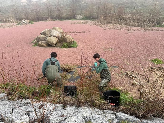 Archivo - La Comunidad de Madrid preserva el hábitat de reproducción de los anfibios con la retirada de plantas exóticas