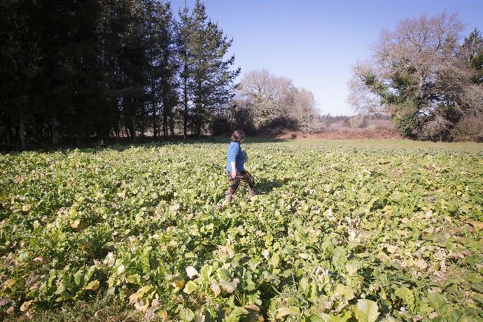 Archivo - Una mujer recoge grelos durante la temporada final de la recolecta, en una huerta familiar, a 17 de febrero de 2023, en Xermade, Lugo, Galicia, Lugo, (España). Galicia es la principal productora y consumidora de esta verdura. El grelo es el brot