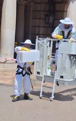 Bomberos realizan 94 servicios de retirada de colmenas de abejas en València durante los últimos 30 días