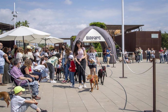 El 24º Desfile de Perros en busca de un hogar celebrado este domingo en València