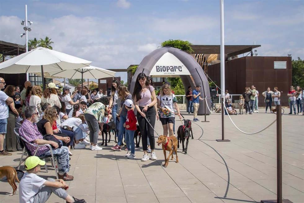 El 24 Desfile de Perros en busca de un hogar celebrado este domingo en Valncia
