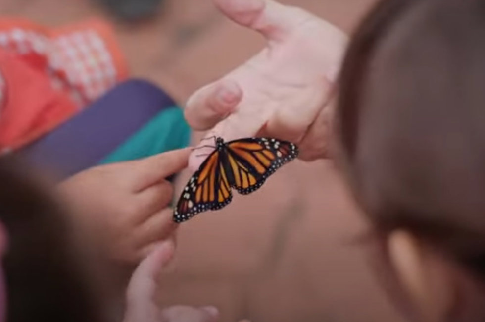 Las Palmas de Gran Canaria impulsa diez refugios en parques para aumentar el número de mariposas monarcas