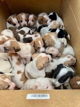 Los cachorros abandonados dentro de la caja donde fueron encontrados