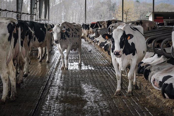 Archivo - Vacas lecheras pastan en la granja 