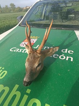 El trofeo de corzo confiscado.